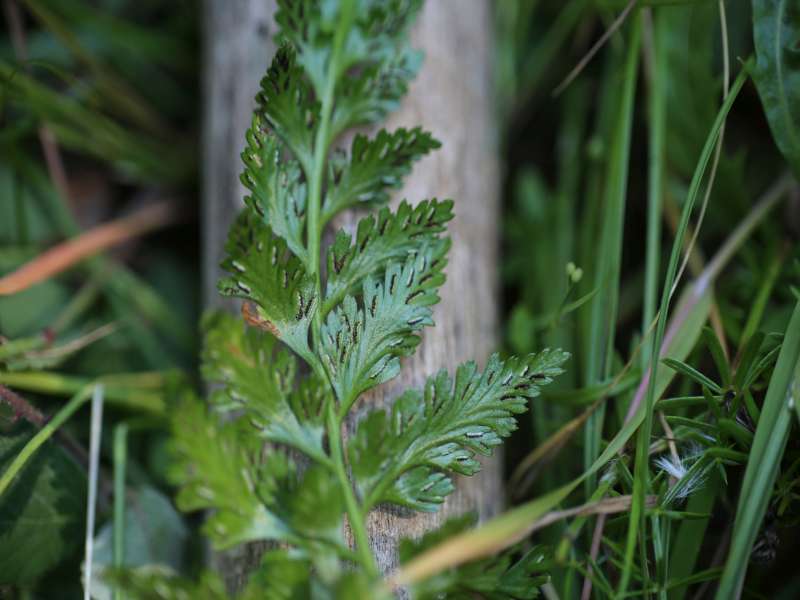 Asplenium adiantum-nigrum
